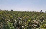 «الزراعة»: حل أزمة تسويق القطن قريبًا