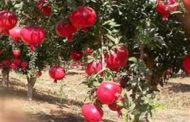 «الزراعة» تعلن الضوابط الجديدة لتخزين الرمان لأغراض التصدير