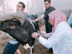 قافلة بيطرية بقرية الشموت ببنها لعلاج الماشية والطيور بالمجان