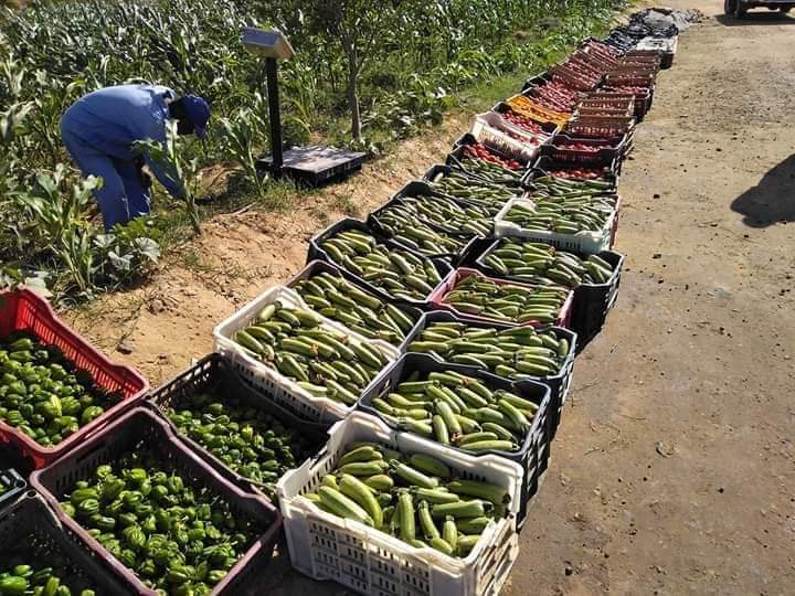 محافظ البحر الاحمر يؤكد على المتابعة المستمرة لمراحل انتاج المحاصيل الزراعية بمزرعة القويح النموذجية