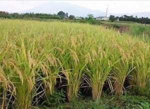 مزارعو الأرز يطالبون بسعر ضمان عادل قبل موسم الحصاد