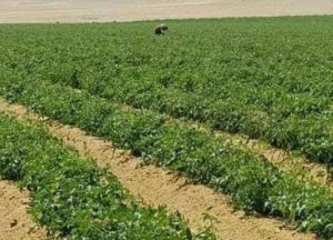 المزارعين يطالبون بوقف بناء مدينة اسنا الجديدة للحفاظ على زراعات 1000 فدان .