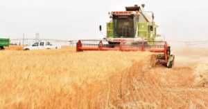ألمانيا تسعى لأسواق جديدة لتصدير القمح