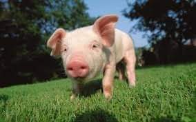 جلد الخنزير يستخدم فى ترقيع الحروق