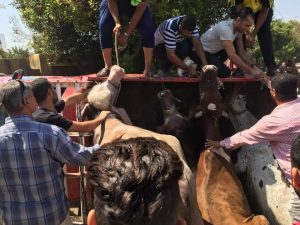 انقاذ سائق وأبنة و5 رؤوس ماشية من الموت بطوخ