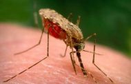 دعوة منظمة الصحة العالمية للقضاء على مرض الملاريا