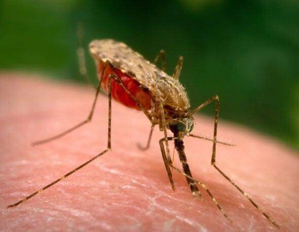 دعوة منظمة الصحة العالمية للقضاء على مرض الملاريا