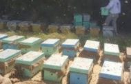 الزراعة تصدر 10 توصيات هامة لمربى النحل لمواجهة الأجواء الباردة