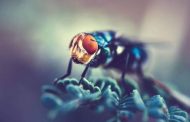 حشرات تحل ألغاز جرائم القتل.. «الذباب المعدني» أول مستعمر لجثة الإنسان