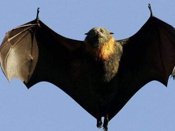 قرية مصرية تتعرض لهجوم غريب من أعداد كبيرة من الخفافيش