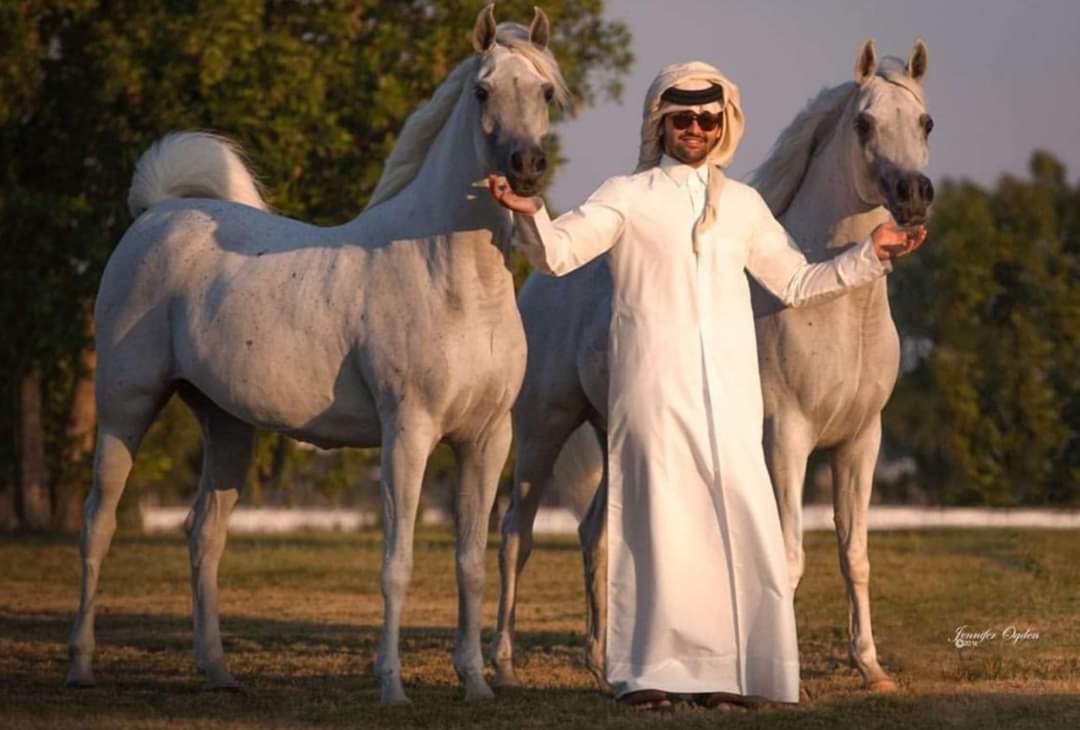 أحمد آل ثاني: الاستثمار في تربية الخيول فرصة ذهبية ومصدر كبير للدخل