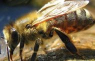 العثور على نحلة تبلغ من العمر ٩٩ مليون عام