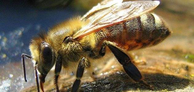 العثور على نحلة تبلغ من العمر ٩٩ مليون عام