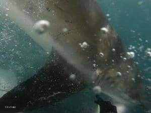 هجوم القرش المرعب على الشاب ويلسون