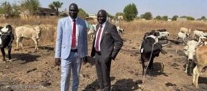 الزواج في جنوب السودان لا يتم بدون البقر