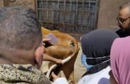مناظرة وعلاج ٥٠٦ رأس ماشية خلال قافلة بيطرية موسعة بقرية الجبلاو بقنا