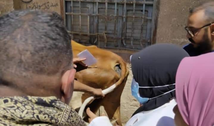 مناظرة وعلاج ٥٠٦ رأس ماشية خلال قافلة بيطرية موسعة بقرية الجبلاو بقنا