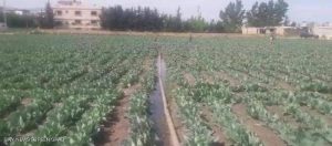 لبنان تروى الحقول الزراعية بمياه ملوثة.بالصرف الصحي