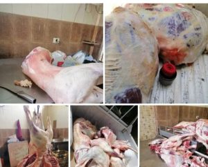 بيطري قنا يواصل حملاته لضبط حالات ذبح اللحوم خارج المجازر الحكومية ومكافحة الغش التجاري