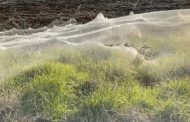 شباك العناكب تغطي مناطق واسعة من غيبسلاند في أستراليا