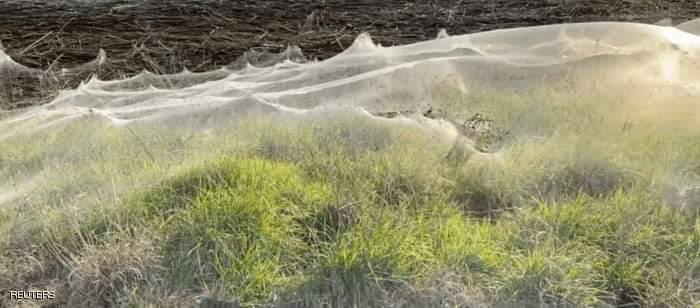 شباك العناكب تغطي مناطق واسعة من غيبسلاند في أستراليا