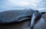 أشهر أنواع الحيتان في العالم وأكبر الحيتان المُسنَنة ليصبح بمقدور البشر التحدث إلى هذه الحيوانات البحرية المهيبة.