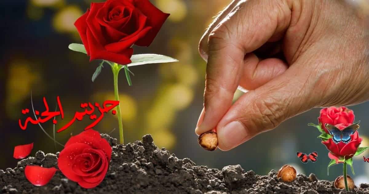 💎 *قطرات الندي* 💎 بقلم: أشرف شنن