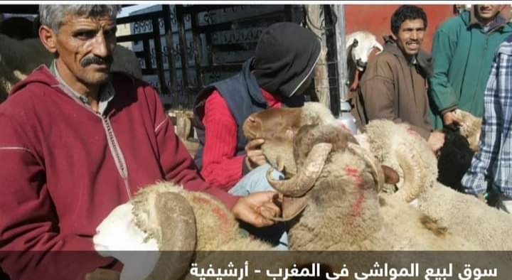 حملة ضد ارتفاع أسعار أضاحي العيد في المغرب
