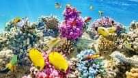 سيناريو أسوأ الحالات ستضرر نصف النظم البيئية للشعاب المرجانية