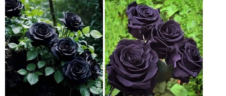 الوردة السوداء