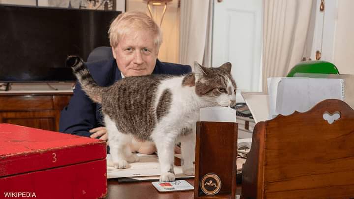 القط لارى أمام مكتب رئيس الوزراء البريطانى مع استلامه لمهامه الجديدة على رأس الحكومة البريطانية