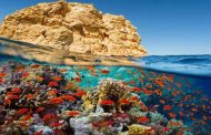 لأول مرة.. مصر تسجل محمية الحيد المرجانى العظيم بالبحر الأحمر محمية طبيعية
