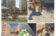 جهاز قنا الجديدة يطلق 