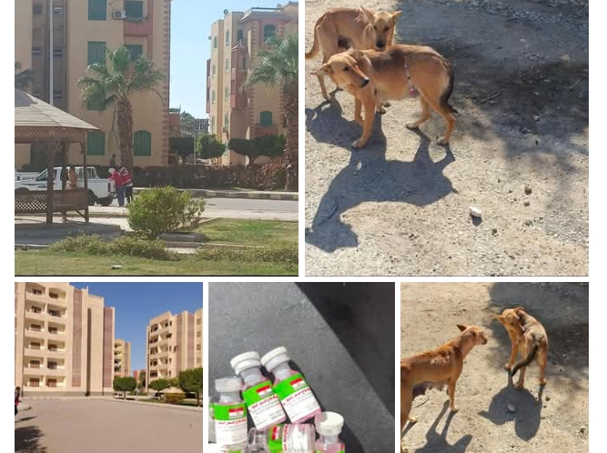 جهاز قنا الجديدة يطلق 