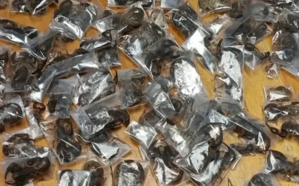 إحباط محاولة تهريب 150 عقربا ساما فى ملابسة وامتعتة بكيب تاون